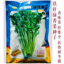 同得利铁杆青香菜种子大叶味浓芫荽种籽耐寒冬储梗长香菜