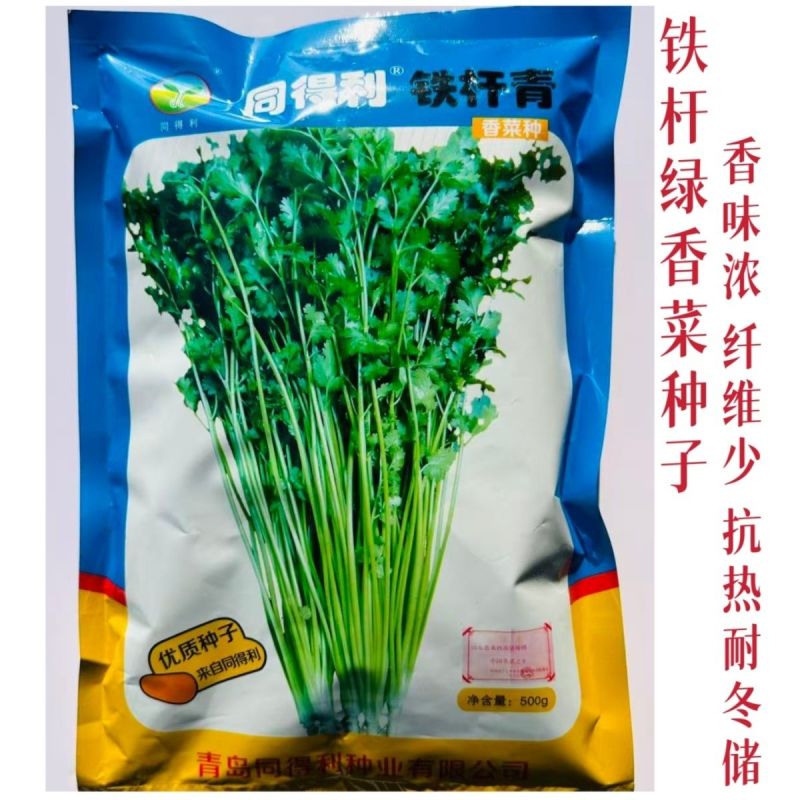 同得利铁杆青香菜种子大叶味浓芫荽种籽耐寒冬储梗长香菜