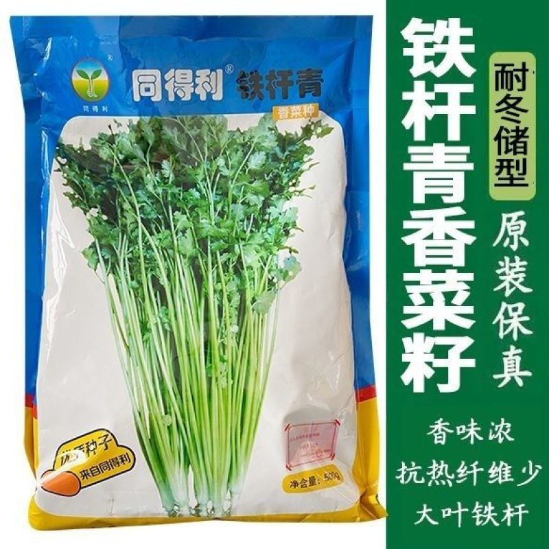 同得利铁杆青香菜种子大叶味浓芫荽种籽耐寒冬储梗长香菜