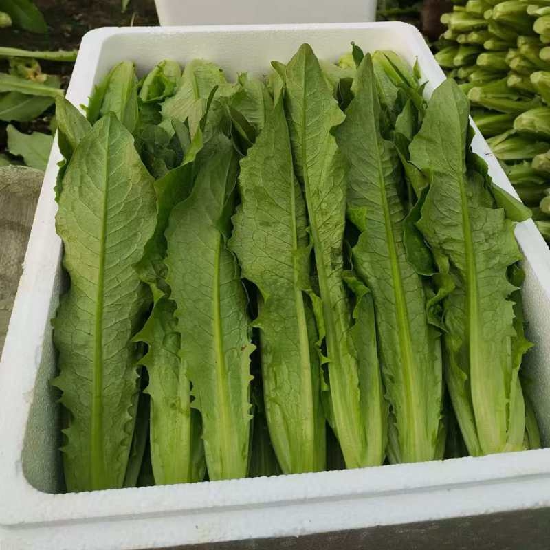 邯郸油麦菜源头供应正宗油麦菜电商供货对接市场商超欢迎致电