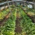 邯郸油麦菜源头供应正宗油麦菜电商供货对接市场商超欢迎致电