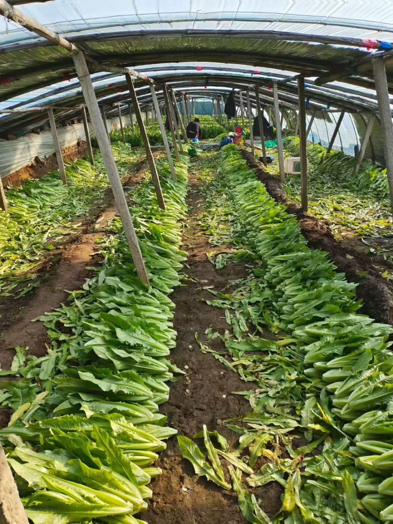 邯郸油麦菜源头供应正宗油麦菜电商供货对接市场商超欢迎致电