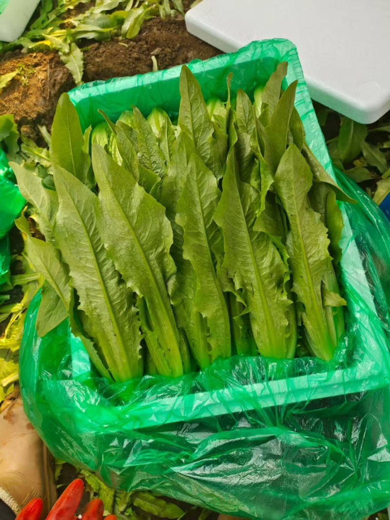 邯郸油麦菜源头供应正宗油麦菜电商供货对接市场商超欢迎致电