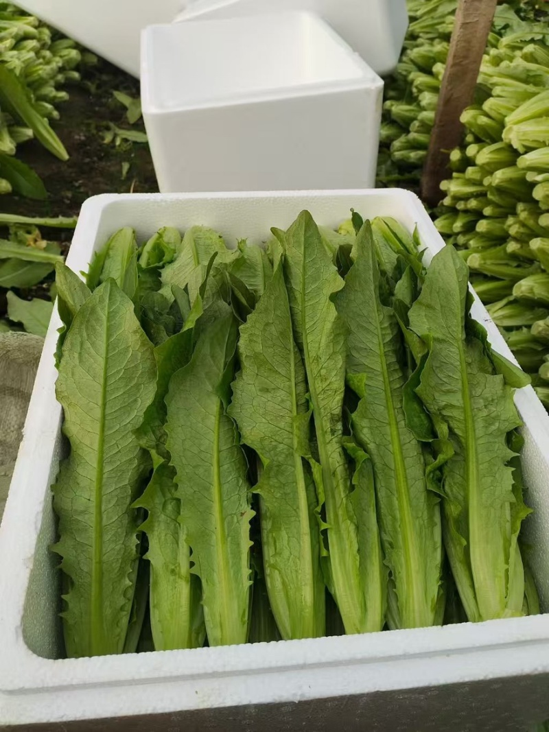 邯郸油麦菜源头供应正宗油麦菜电商供货对接市场商超欢迎致电