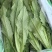 邯郸油麦菜源头供应正宗油麦菜电商供货对接市场商超欢迎致电
