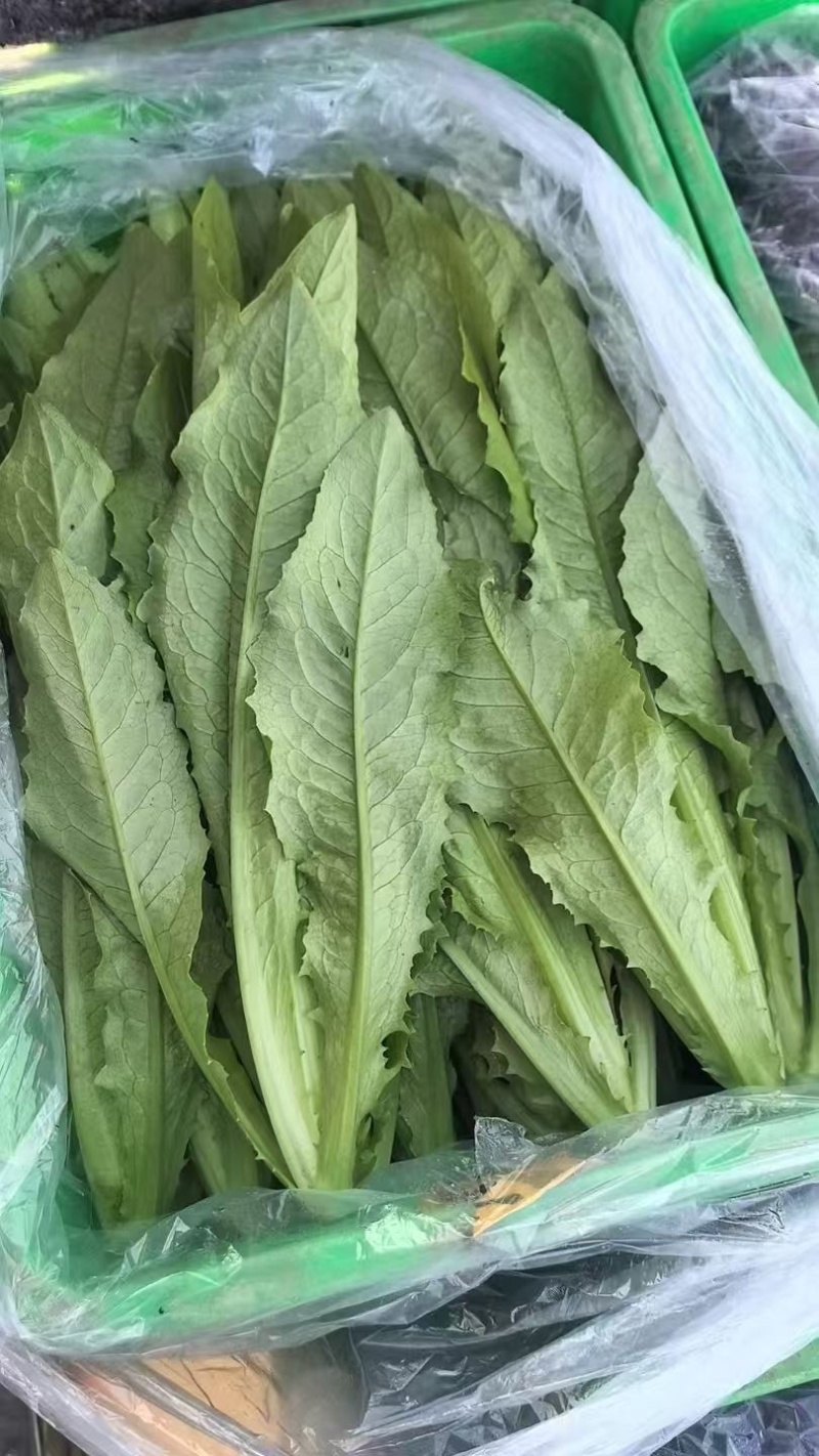 邯郸油麦菜源头供应正宗油麦菜电商供货对接市场商超欢迎致电