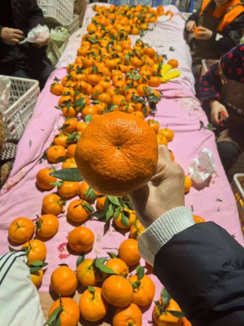 柑平一件代发四川甘平一件代发次日达一件代发