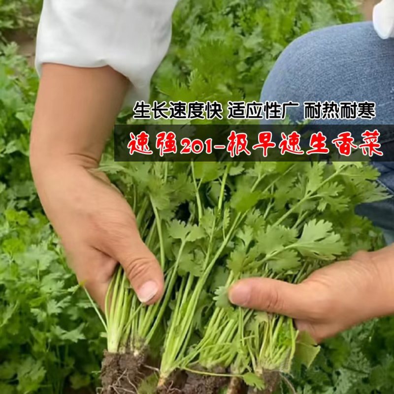 速强201速生香菜种籽孑三天出长势快四季香菜籽大田蔬菜