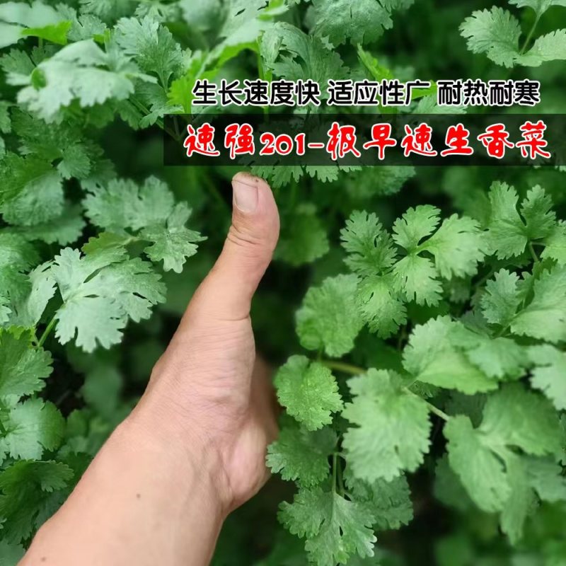 速强201速生香菜种籽孑三天出长势快四季香菜籽大田蔬菜