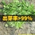 速强201速生香菜种籽孑三天出长势快四季香菜籽大田蔬菜