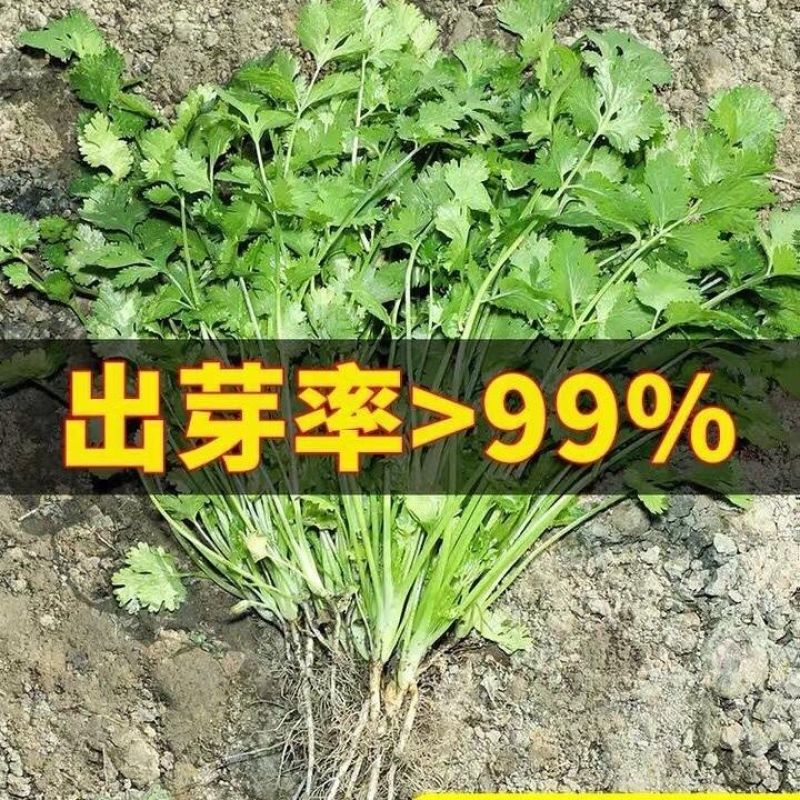 速强201速生香菜种籽孑三天出长势快四季香菜籽大田蔬菜