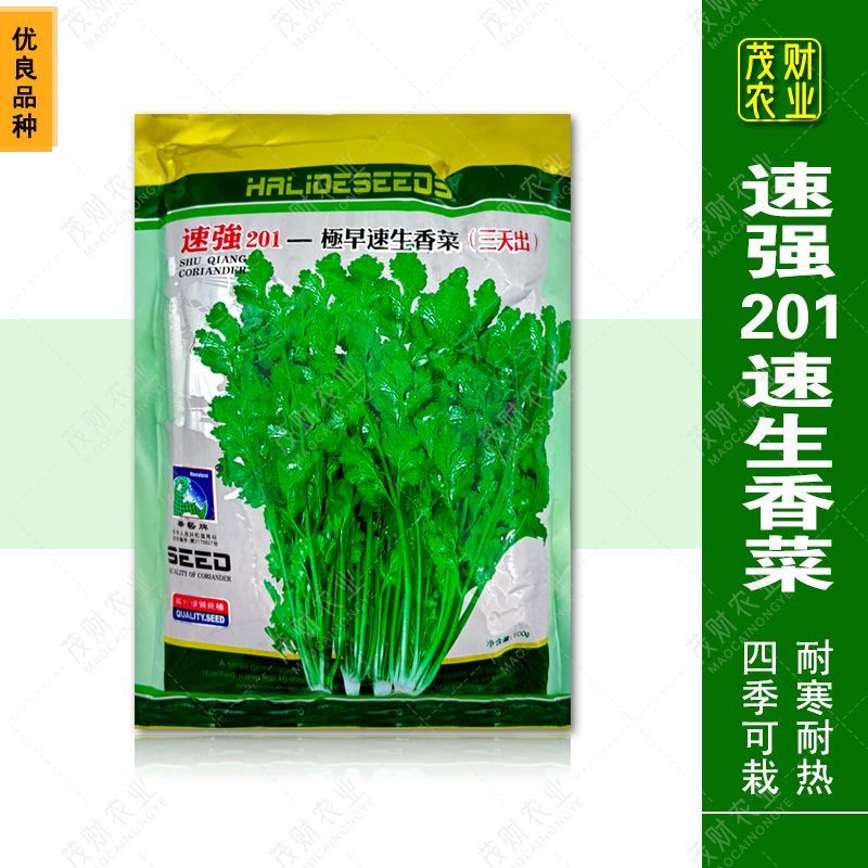 速强201速生香菜种籽孑三天出长势快四季香菜籽大田蔬菜