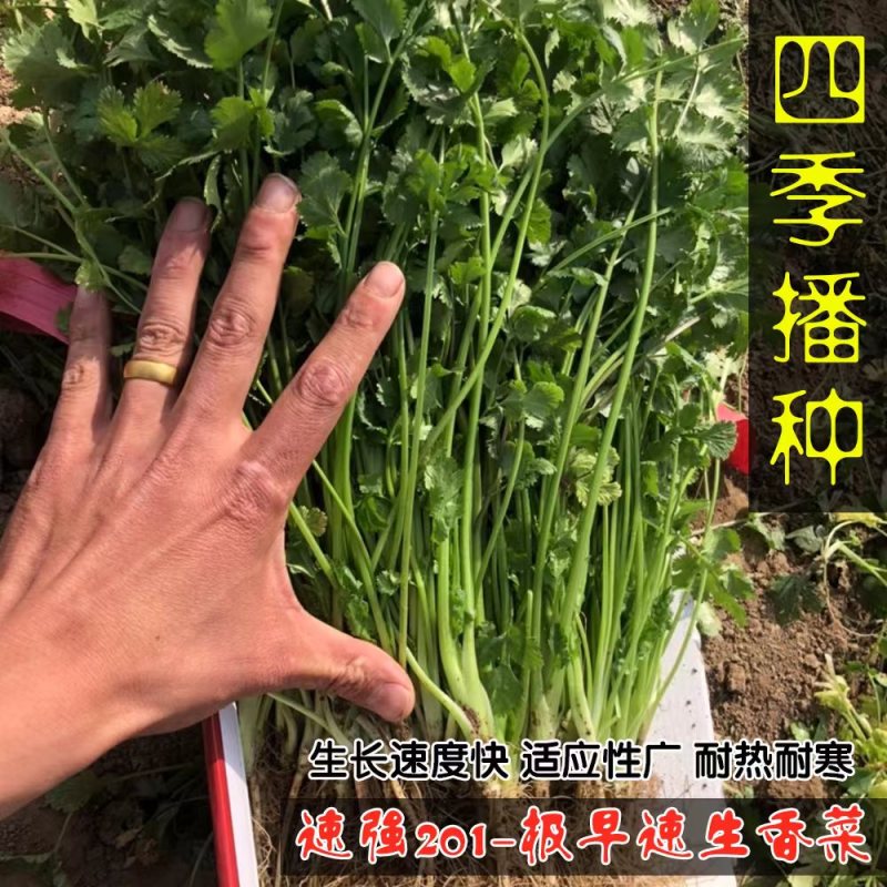 速强201速生香菜种籽孑三天出长势快四季香菜籽大田蔬菜