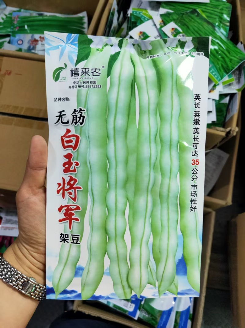 无筋白玉架豆种子早熟嫩荚白绿色蔓生春秋露地大棚均可种植