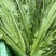 邯郸油麦菜源头供应正宗油麦菜电商供货对接市场商超欢迎致电