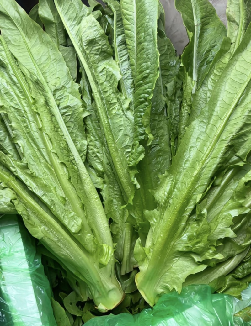 邯郸油麦菜源头供应正宗油麦菜电商供货对接市场商超欢迎致电