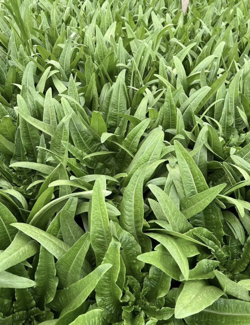 邯郸油麦菜源头供应正宗油麦菜电商供货对接市场商超欢迎致电
