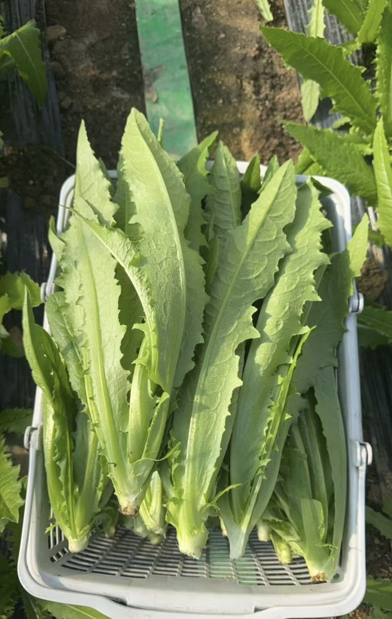 邯郸油麦菜源头供应正宗油麦菜电商供货对接市场商超欢迎致电