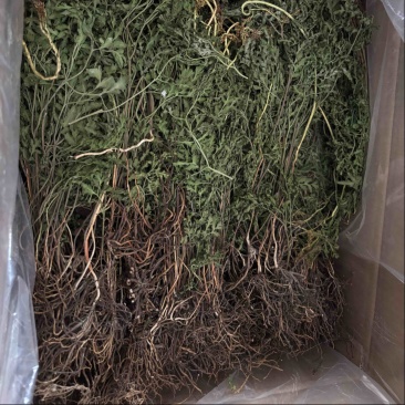 纯野生阴地蕨，干货，多年老店，欢迎看货
