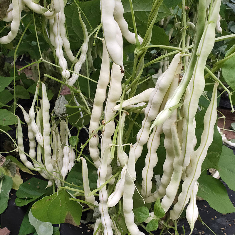 无筋白玉架豆种子早熟嫩荚白绿色蔓生春秋露地大棚均可种植