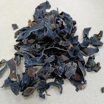 中药材昆布