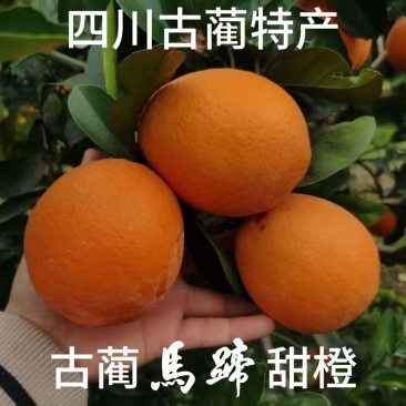 古蔺马蹄甜橙，产地直发，一手货源，大量供应