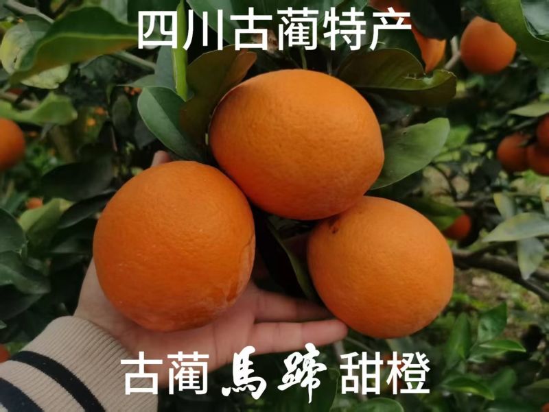 古蔺马蹄甜橙，产地直发，一手货源，大量供应