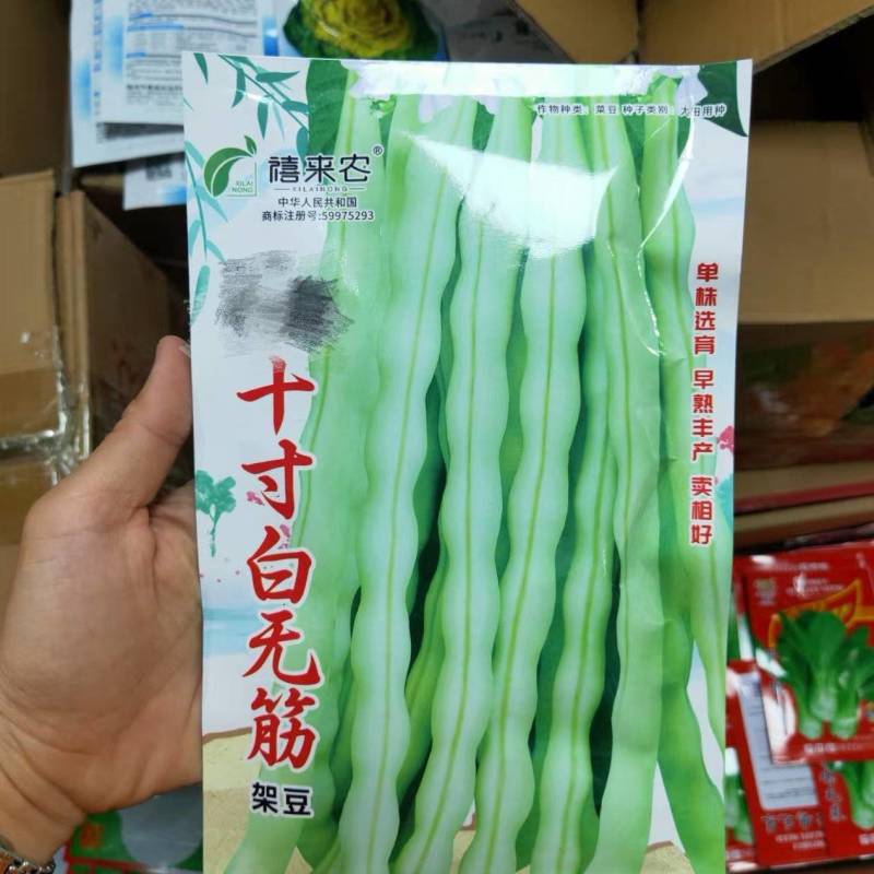 十寸白无筋架豆种子早熟蔓生嫩荚白绿色春秋露地大棚均可种植
