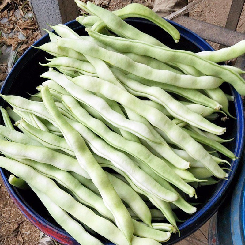 十寸白无筋架豆种子早熟蔓生嫩荚白绿色春秋露地大棚均可种植