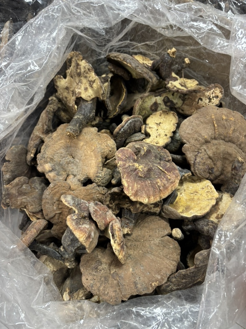 精品大个野生赤灵芝大量现货长期供应全国销量