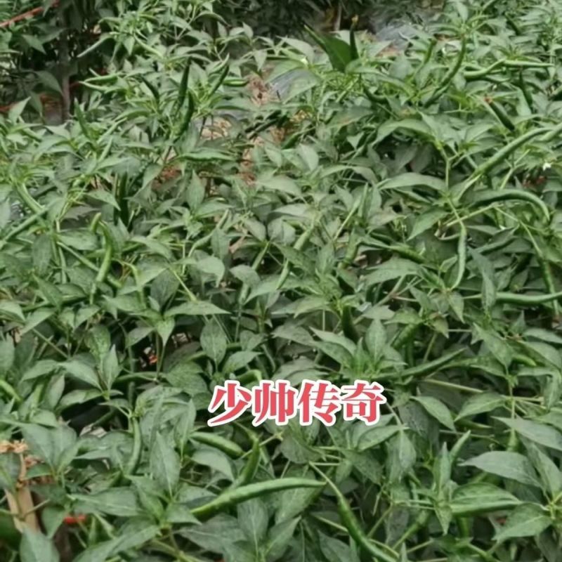 少帅传奇朝天椒种子泰国早熟大果型朝天椒亮红色辣椒种籽产量
