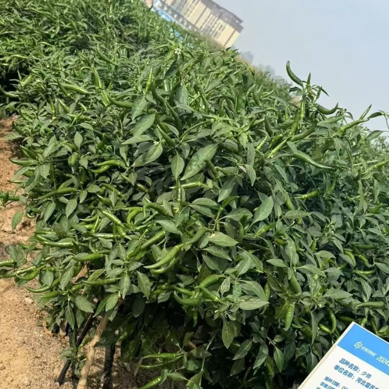 少帅传奇朝天椒种子泰国早熟大果型朝天椒亮红色辣椒种籽产量