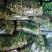 大棚反季节种植香椿芽儿基地直供