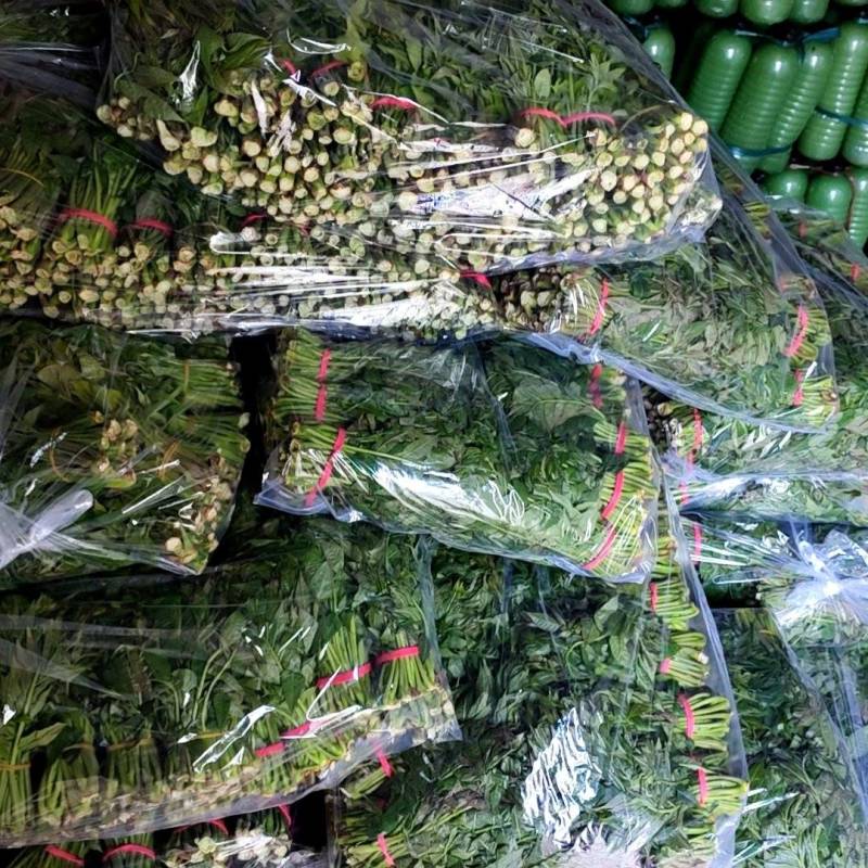 大棚反季节种植香椿芽儿基地直供