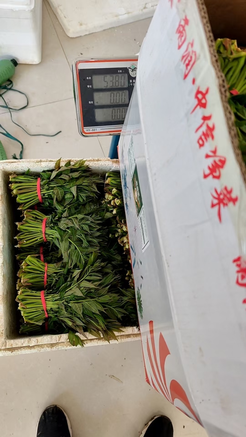 大棚反季节种植香椿芽儿基地直供