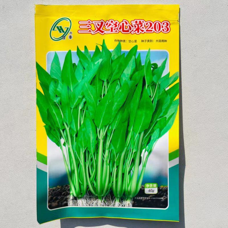 三叉空心菜种子通心菜种籽四季翠绿大叶青菜籽种蔬菜种子