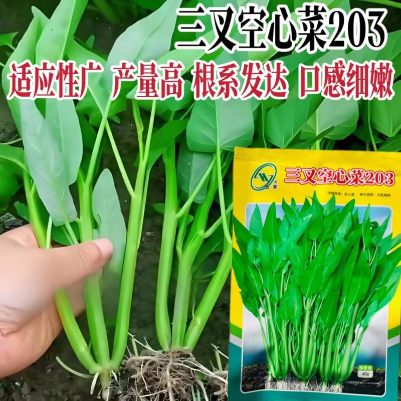 三叉空心菜种子通心菜种籽四季翠绿大叶青菜籽种蔬菜种子