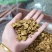 菊苣菊苣根统货产地新疆地道药材紫轩堂药业