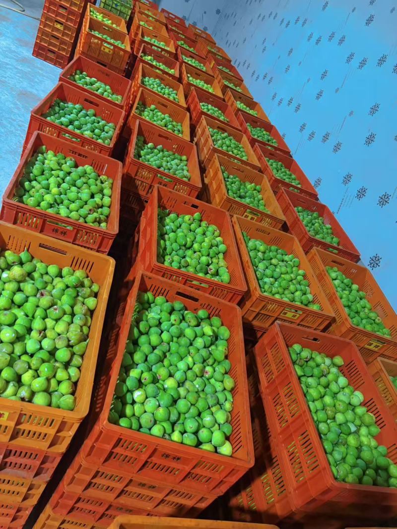 威海青皮无花果干基地直发品质保证量大从优欢迎来电