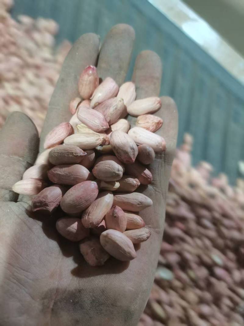 花生米精品花豫25规格齐全机器加人工筛选产地直发
