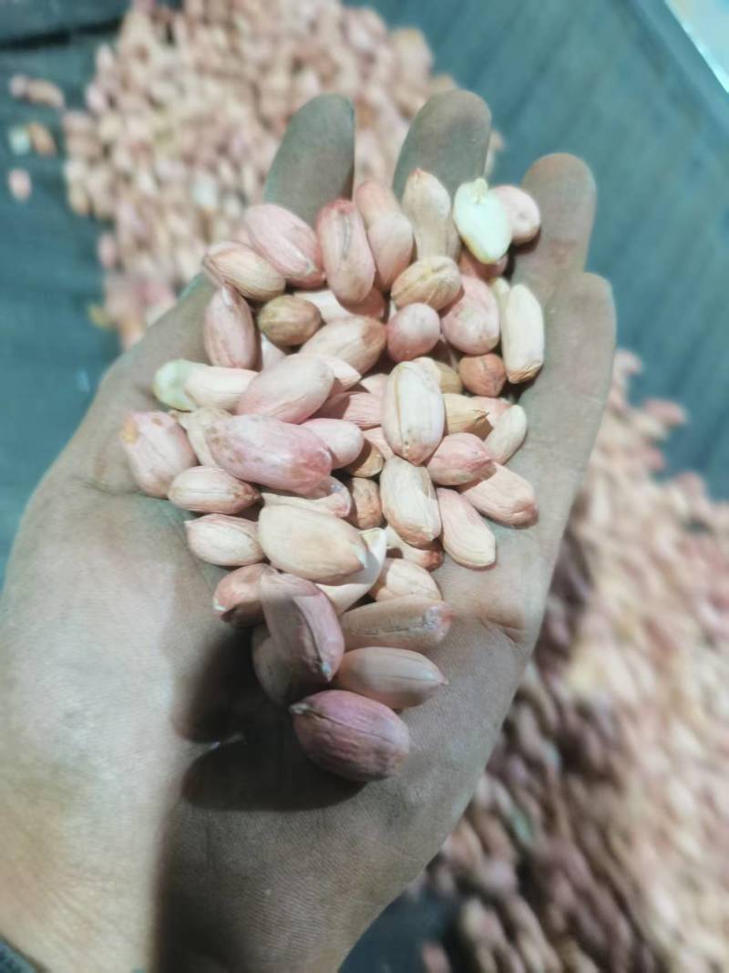 花生米精品花豫25规格齐全机器加人工筛选产地直发