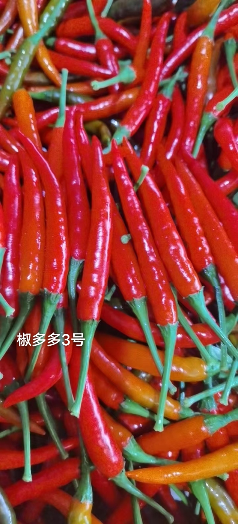 原装椒多多3号朝天椒种子泰国引进品种单生朝天椒种子