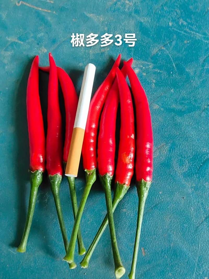 原装椒多多3号朝天椒种子泰国引进品种单生朝天椒种子
