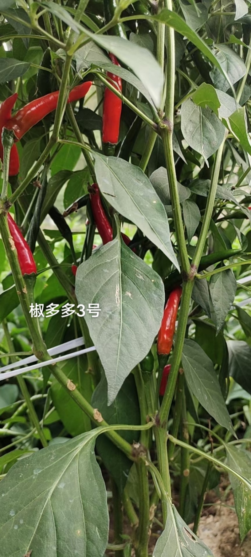 原装椒多多3号朝天椒种子泰国引进品种单生朝天椒种子