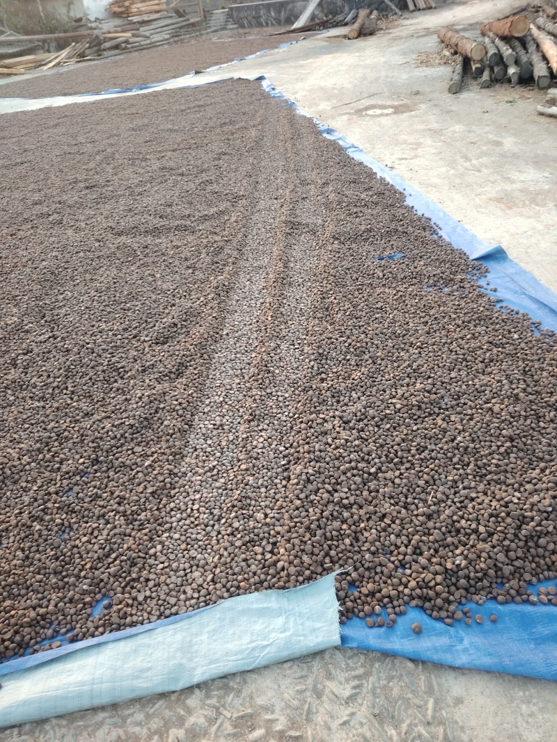 油茶籽