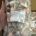 脆肉皖鱼腩鱼尾10公斤