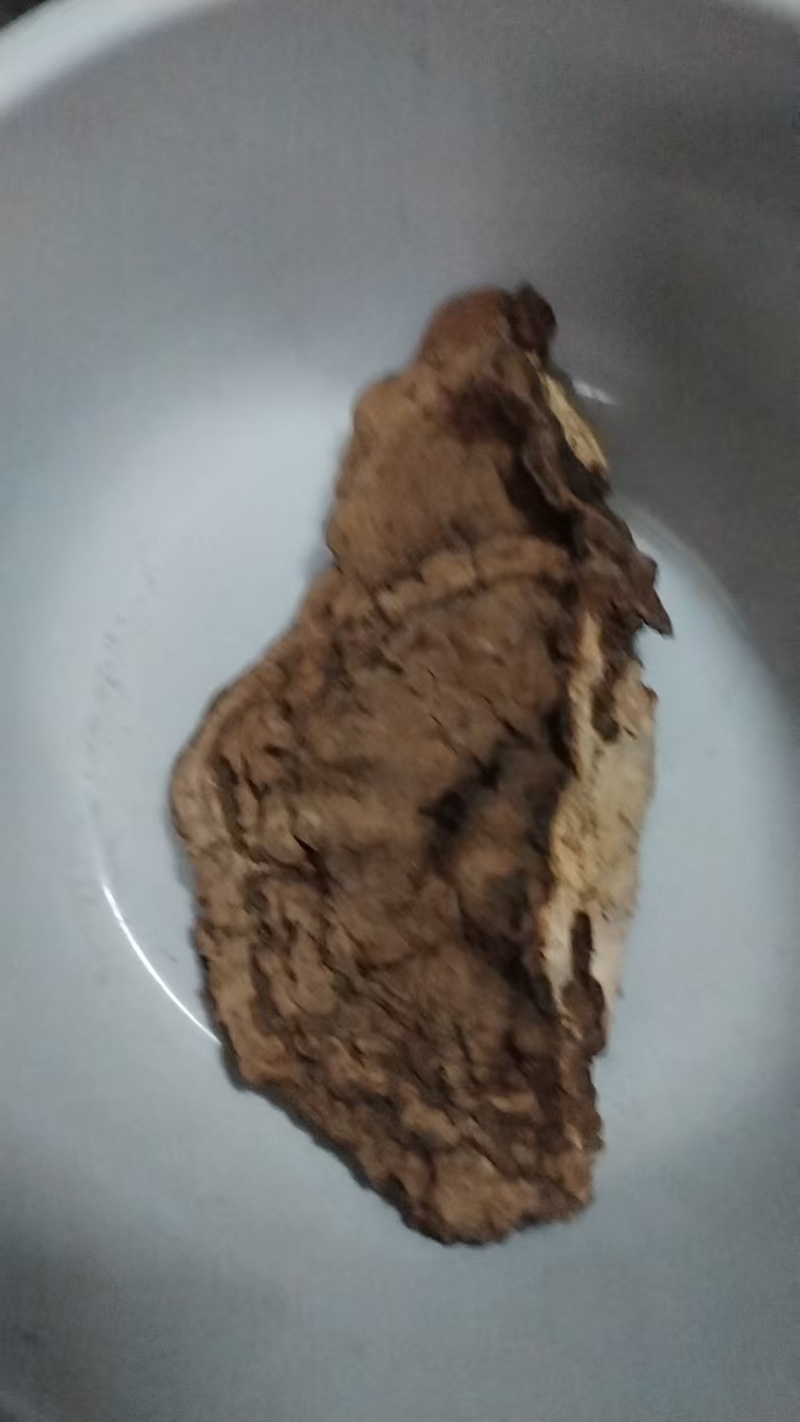 树舌