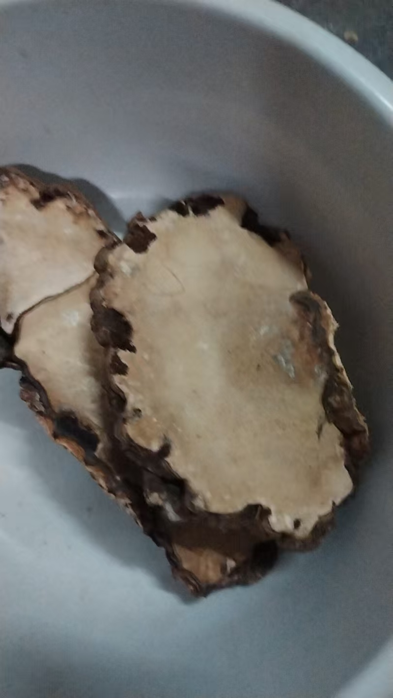 树舌