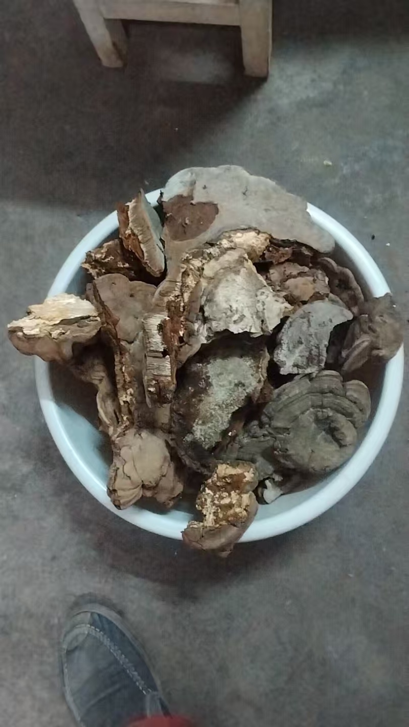 树舌