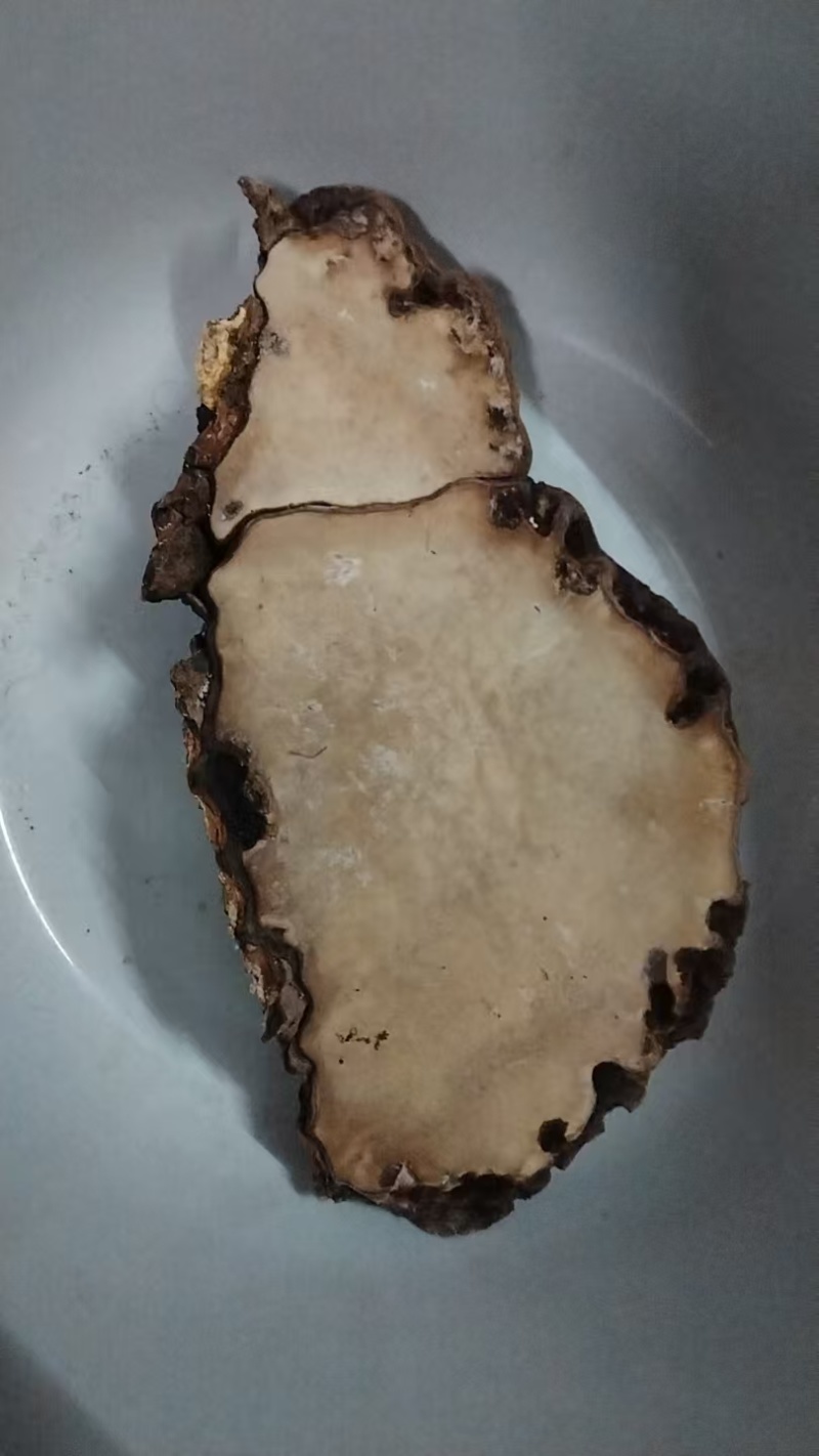 树舌